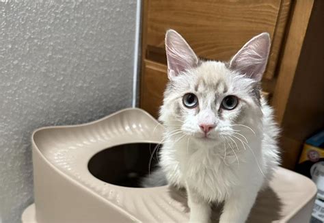 plastic vs metal litter box|Stainless Steel vs Plastic: Choosing the Right Litter .